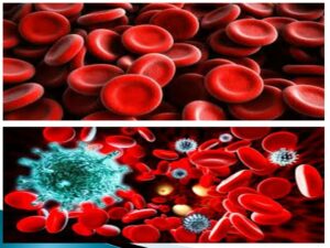 Sebutkan 4 Macam Struktur Sel  Darah  Pada Manusia Blog 