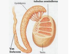 tubulus seminiferus