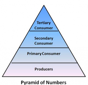 Piramid ekologi yang tidak pernah ditemukan dalam keadaan terbalik adalah