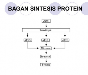 Bagan Sintesis Protein
