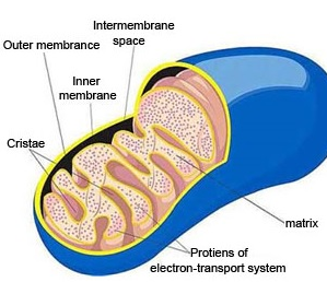 Mitokondria.